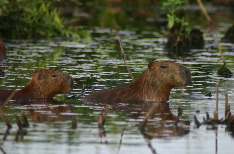 Wildlife in river